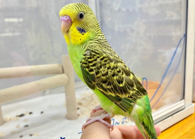 セキセイインコ