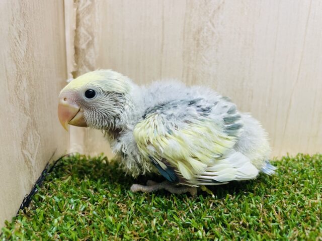 コザクラインコ（小桜インコ）