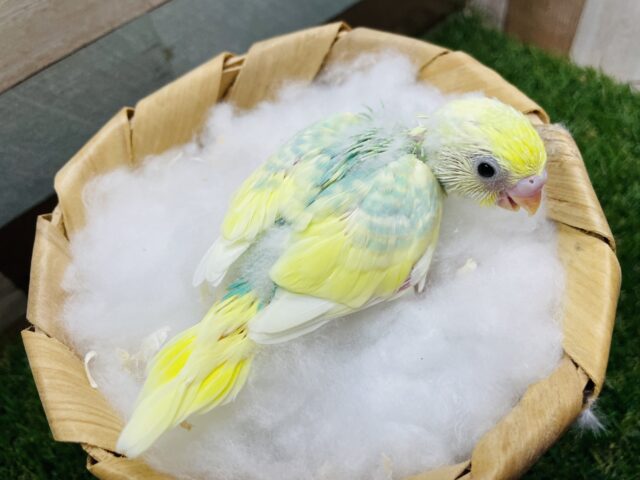 セキセイインコ