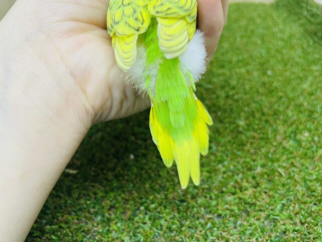 セキセイインコ