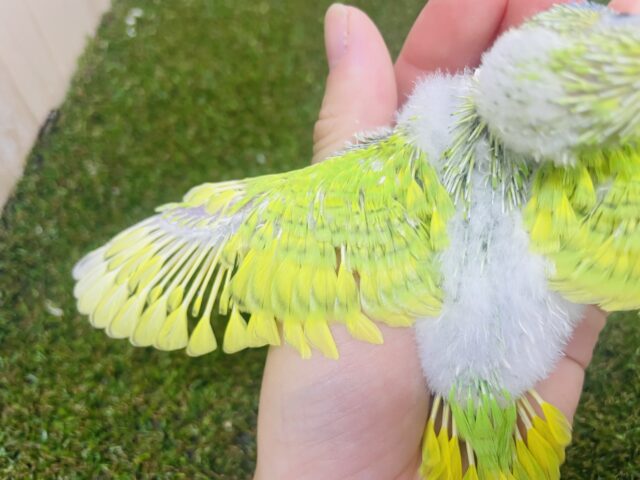 セキセイインコ