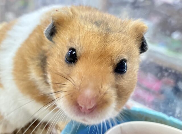 ゴールデンハムスター