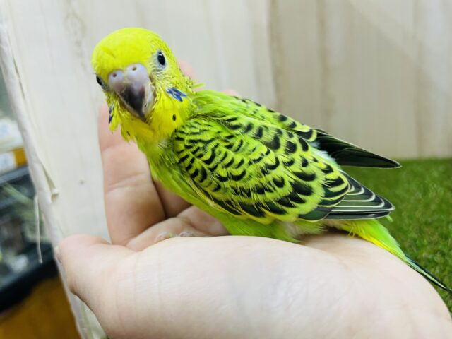 セキセイインコ