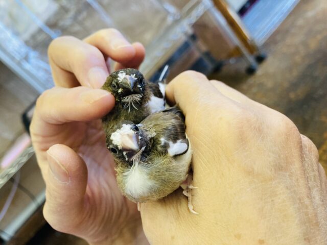 十姉妹（ジュウシマツ）