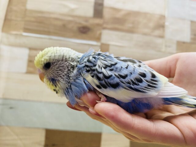 ジャンボセキセイインコ