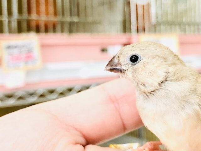 錦花鳥（キンカチョウ）