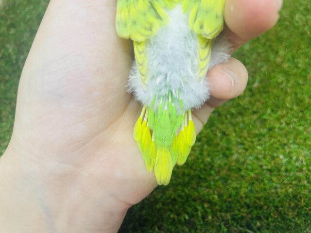 セキセイインコ