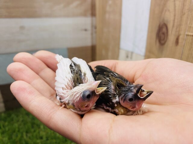 十姉妹（ジュウシマツ）