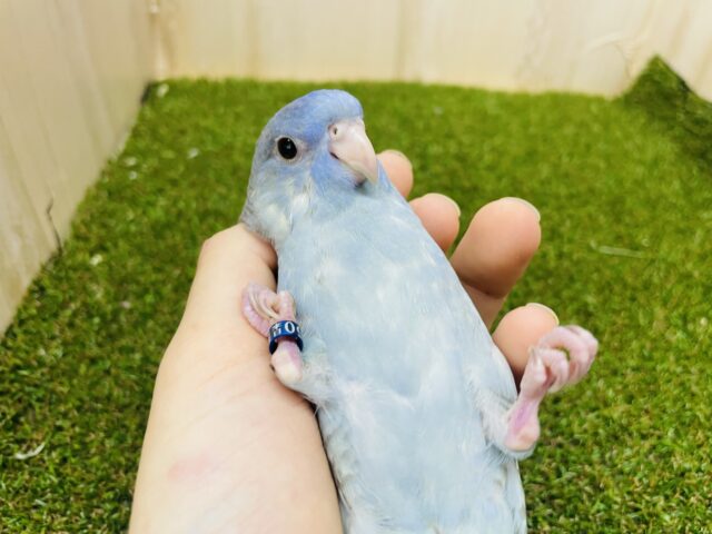 サザナミインコ