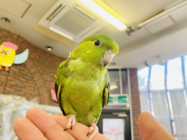 サザナミインコ