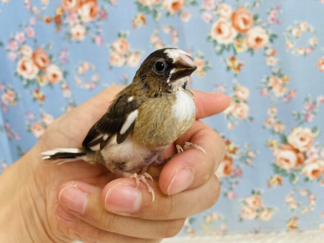 十姉妹（ジュウシマツ）