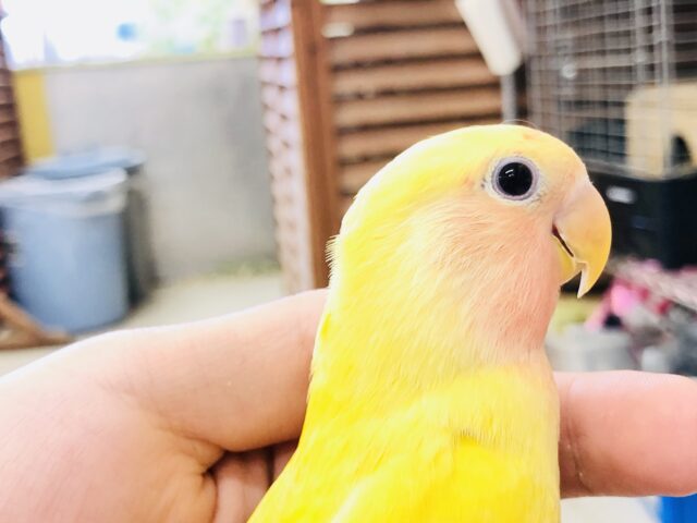 コザクラインコ（小桜インコ）
