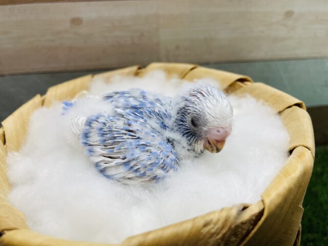 セキセイインコ