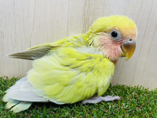 コザクラインコ（小桜インコ）