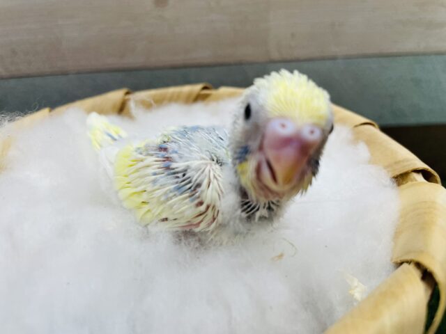 セキセイインコ