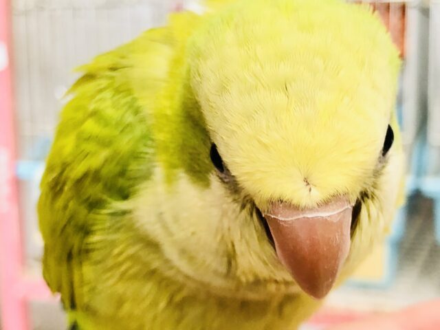 オキナインコ