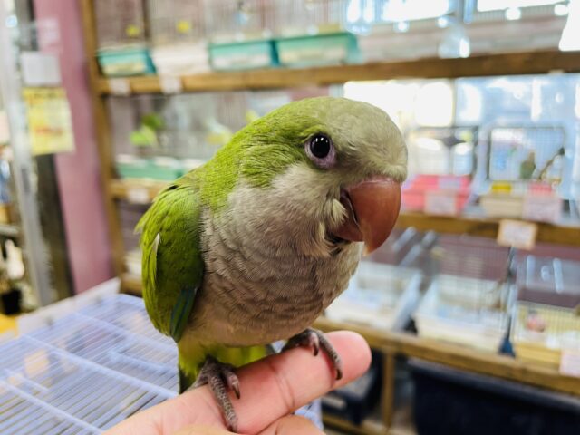 オキナインコ