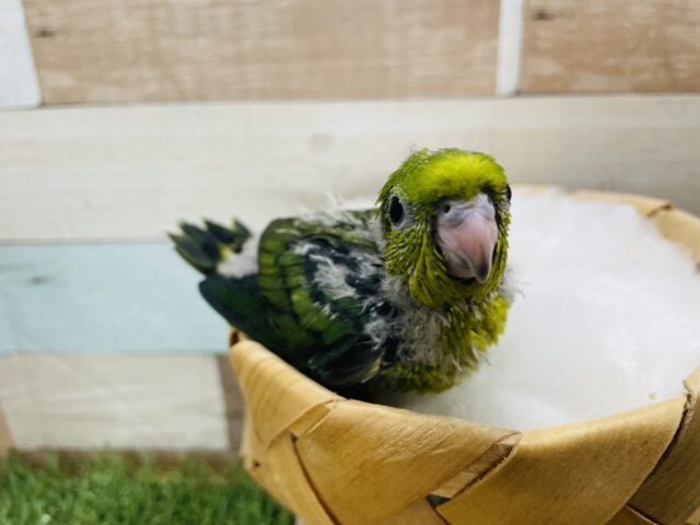 サザナミインコ