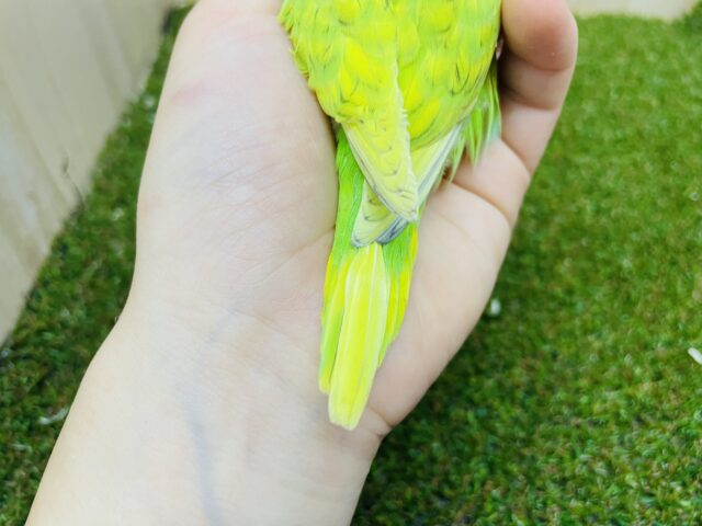 セキセイインコ