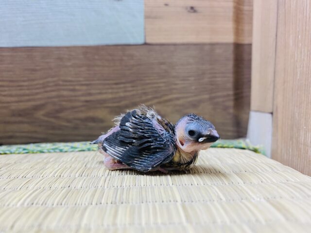 十姉妹（ジュウシマツ）