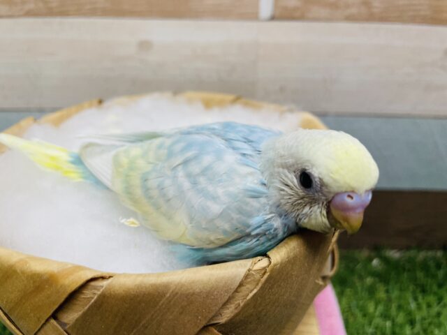 セキセイインコ