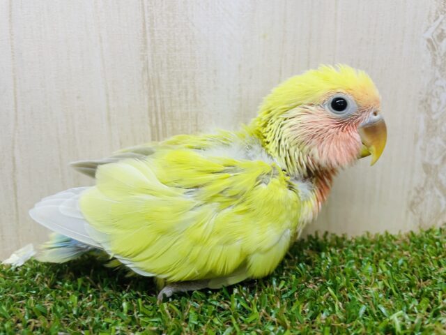 コザクラインコ（小桜インコ）