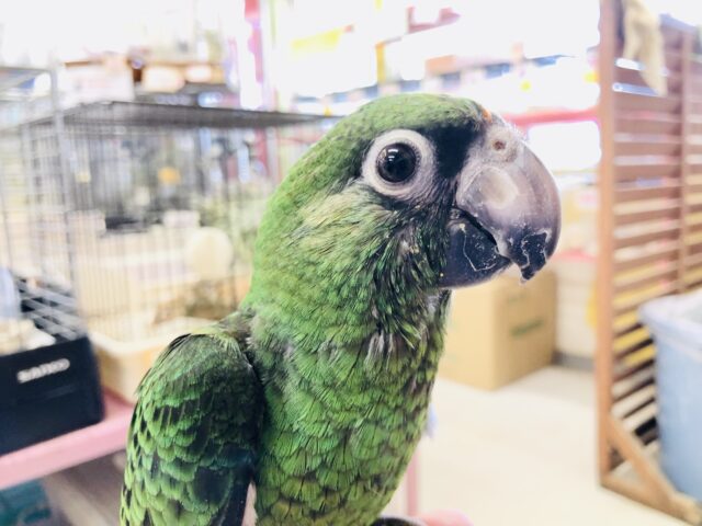 ズアカハネナガ