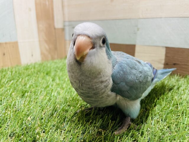 オキナインコ