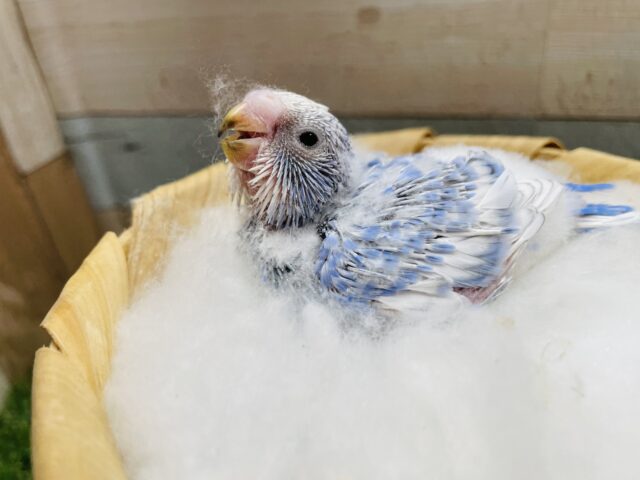 セキセイインコ