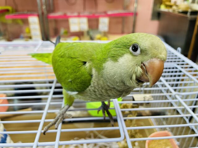 オキナインコ