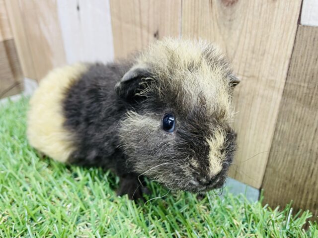 テッセルモルモット