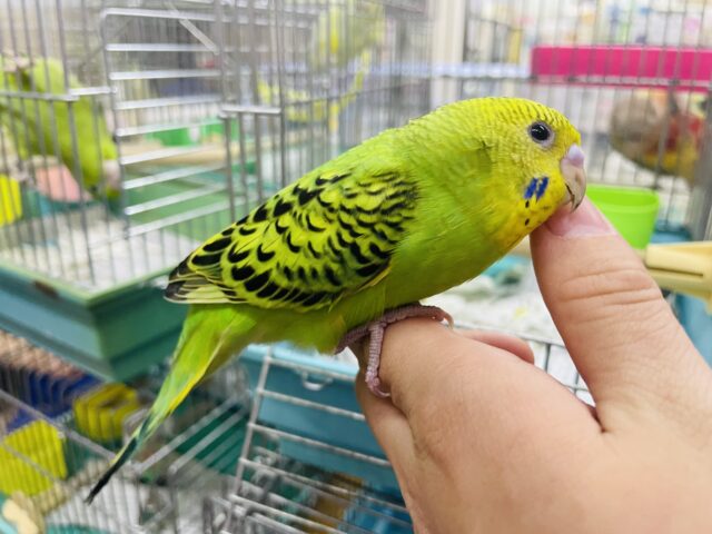 セキセイインコ