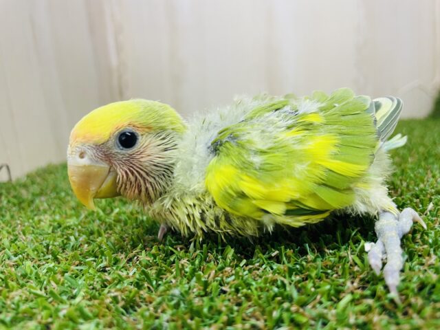 コザクラインコ（小桜インコ）