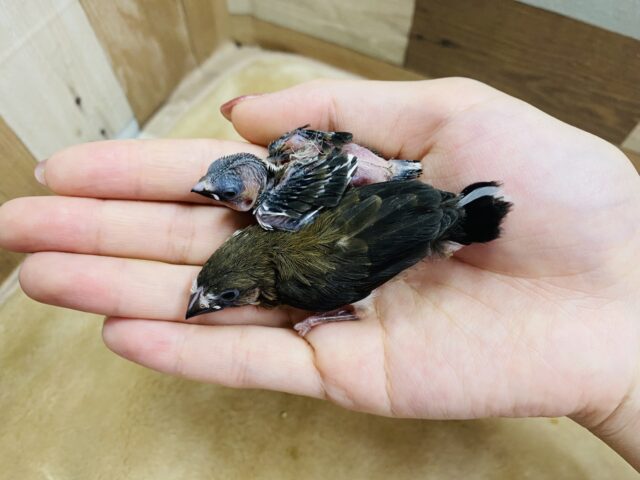 十姉妹（ジュウシマツ）