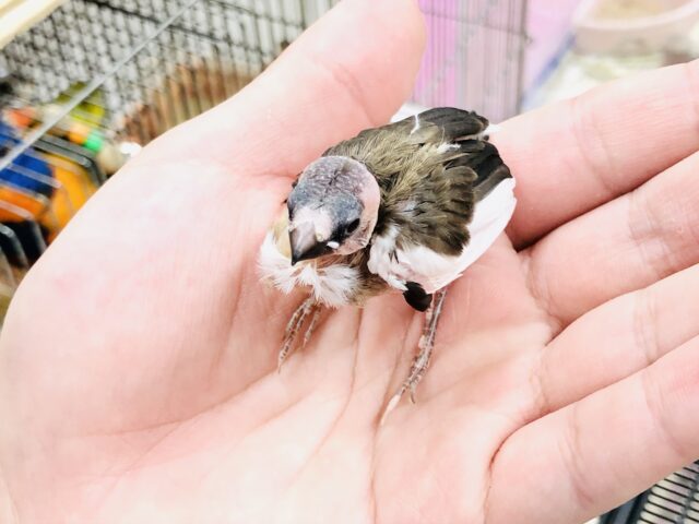 十姉妹（ジュウシマツ）