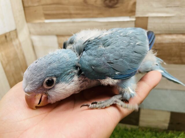 オキナインコ