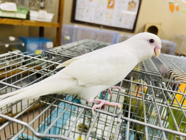 セキセイインコ