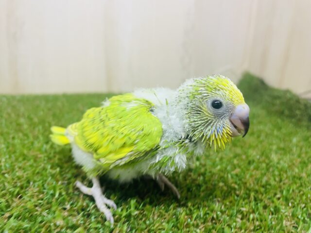 セキセイインコ