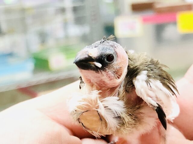 十姉妹（ジュウシマツ）