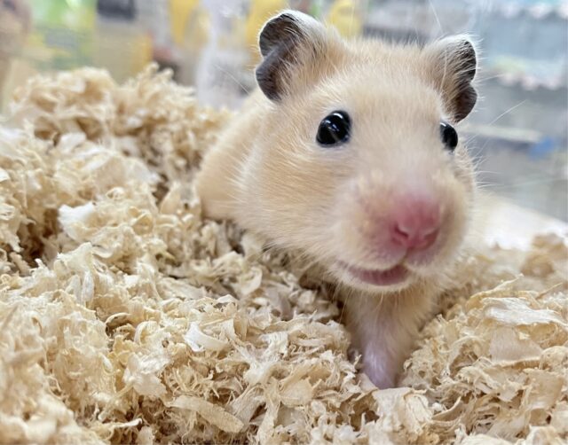 ゴールデンハムスター