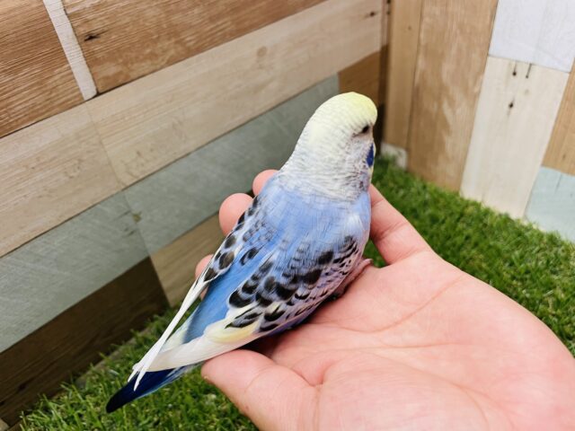 ジャンボセキセイインコ