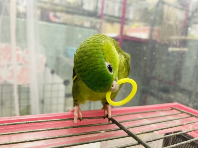 サザナミインコ