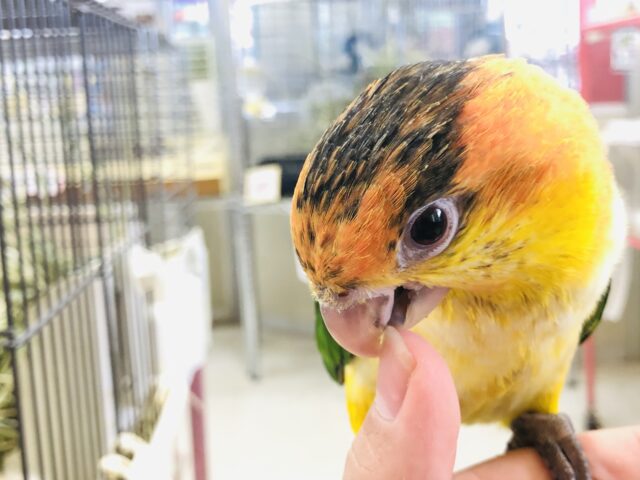 シロハラインコ