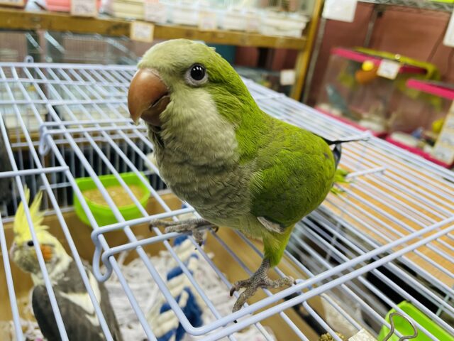 最新画像あります☆ヒナ餌卒業‼️上目遣いが可愛らしい!!オキナインコのグリーン! オキナインコ