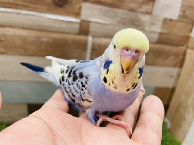 ジャンボセキセイインコ