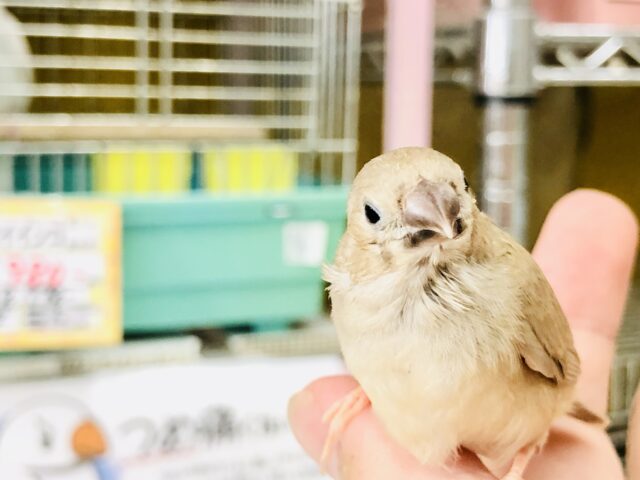 錦花鳥（キンカチョウ）