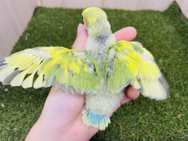 コザクラインコ（小桜インコ）