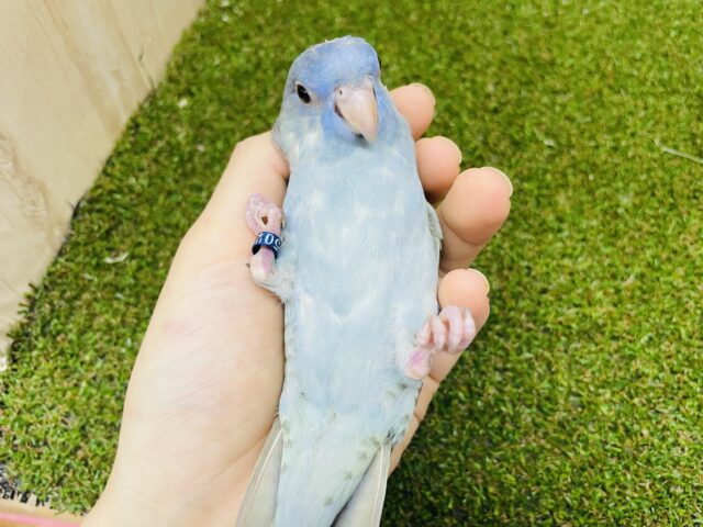サザナミインコ