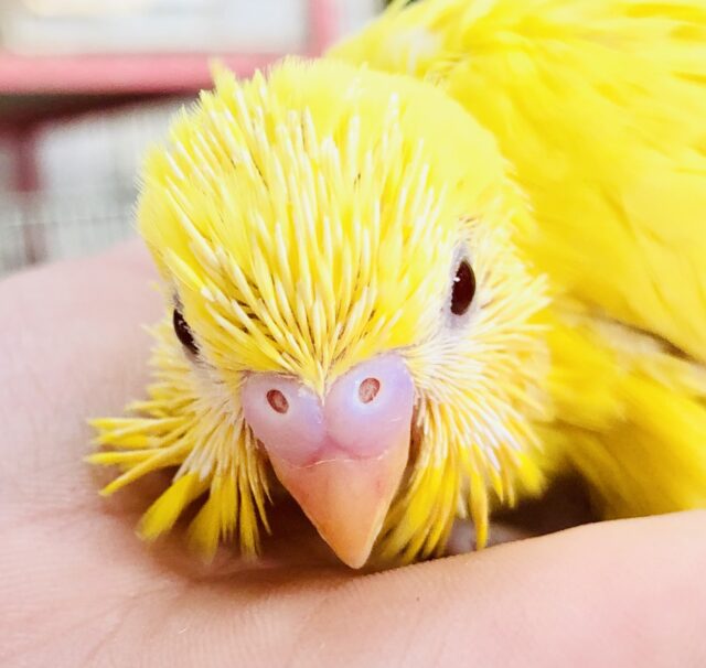 セキセイインコ