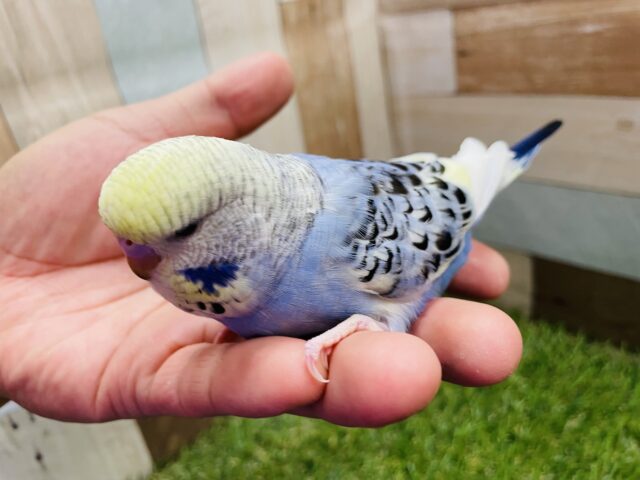 ジャンボセキセイインコ